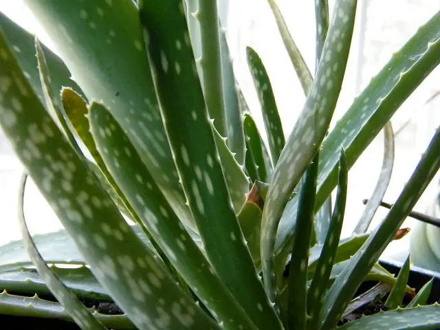 aloes2