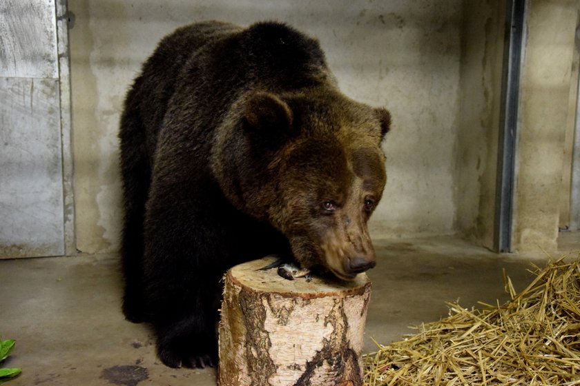 Poznańskie Nowe Zoo ma dwa nowe misie! W azylu dla niedźwiedzi zamieszkały Ewka i Gienia