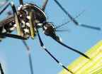 Groźne komary tuż za polską granicą. Czy grozi nam epidemia dengi?