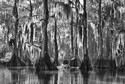 Główna nagroda Travel Photographer of the Year 2015 - Marsel van Oosten (Holandia) - Kajakiem przez Atchafalaya Basin, Luizjana, USA