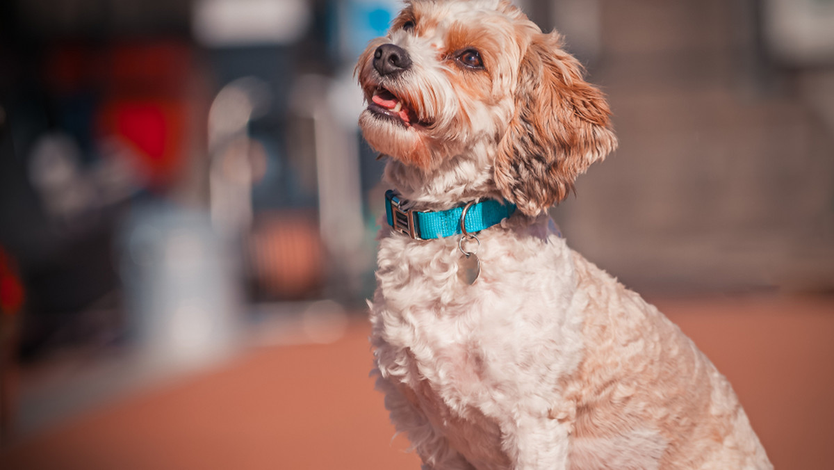 cavapoo