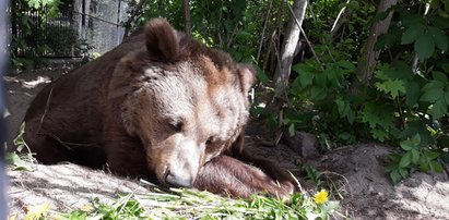 Smutek w warszawskim zoo. Nie żyje Tatra. Wpis żegnający niedźwiedzicę wyciska łzy...