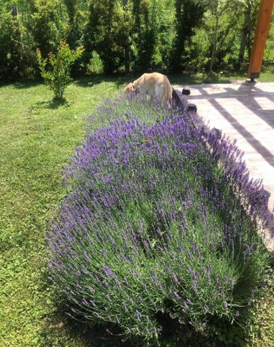 Kuća Suzane Mančić