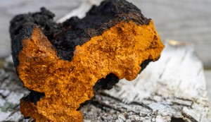 Čaga gljiva raste uglavnom na kori breza u hladnim klimama