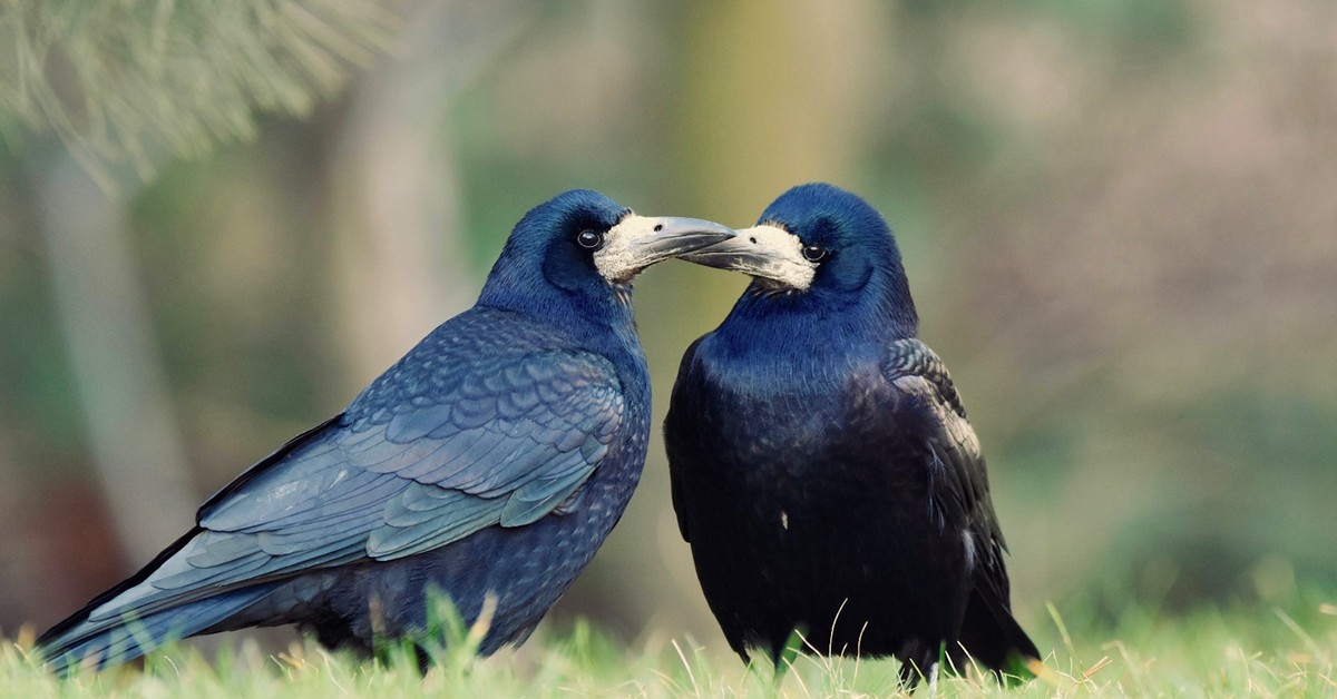 Polskie gawrony na skraju wyginięcia! Ornitolodzy alarmują.