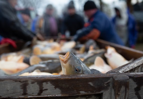 Andrew Skowron fotografuje prawdziwe życie zwierząt na fermach przemysłowych, fot. Andrew Skowron