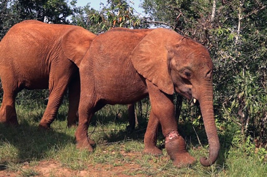 Simotua je sada stanovnik sirotišta za slonove u Najrobiju