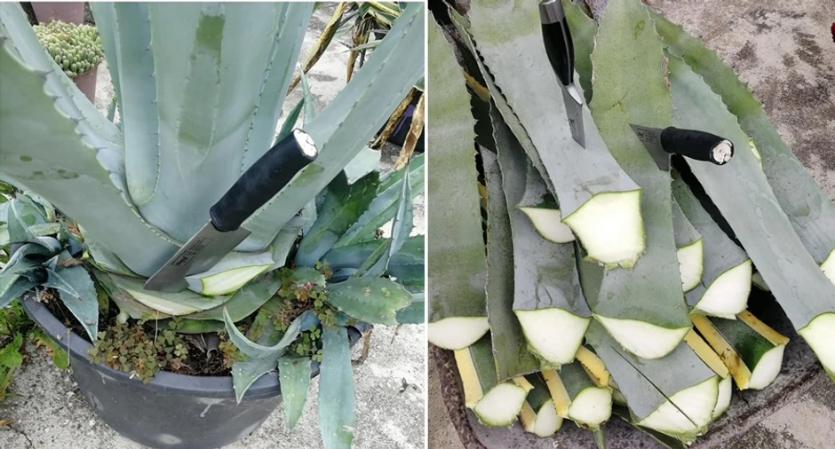 Agava se prvo sitno isecka, a onda se stavlja u mašinu koja se koristi za muljanje grožđa