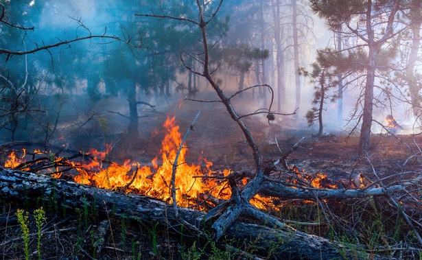 Pożary w Kanadzie. Spłonęło już 6 mln hektarów lasów