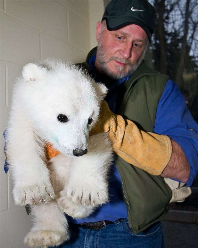 Ursus maritimus, niedźwiedź polarny, miś polarny