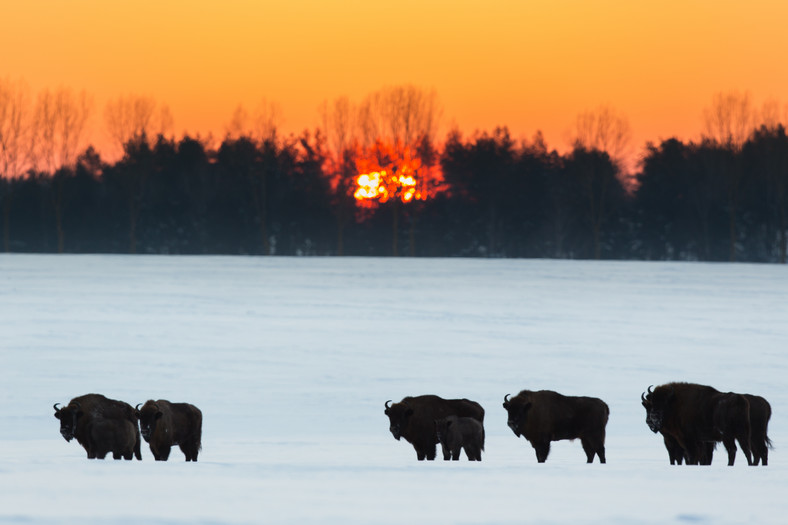 Białowieża