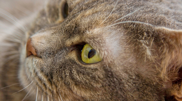 Ez egyik macska életét meg sem tudták menteni az állatvédők / Illusztráció: Northfoto