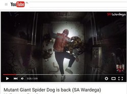 Wardęga znów straszy gigantycznym pająkiem. I to nie jednym [WIDEO]