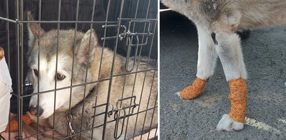 Okrutna kobieta już kolejny raz znęcała się nad psem. Tym razem posunęła się do wyjątkowego bestialstwa