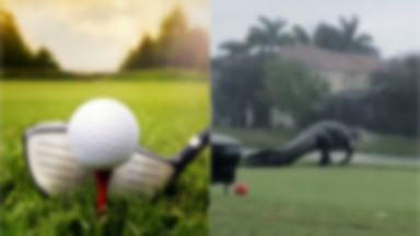 „To Godzilla!” Potężny aligator spacerował po polu golfowym