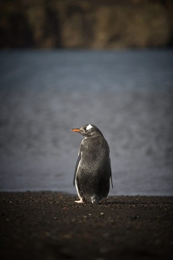 ANTARCTICA - FEATURE