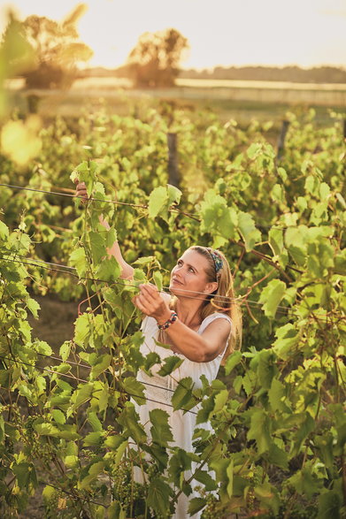 Kinga Kowalewska-Koziarska, właścicielka Winnicy Kinga,  warunki do uprawy ma trudne, bo jej winnica położona jest w dolinie. Mimo to rocznie udaje jej się uzyskiwać 5 tys. litrów wina.