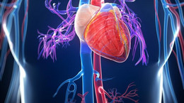 Amerykanie odkryli łatwą metodę otrzymywania komórek mięśnia sercowego
