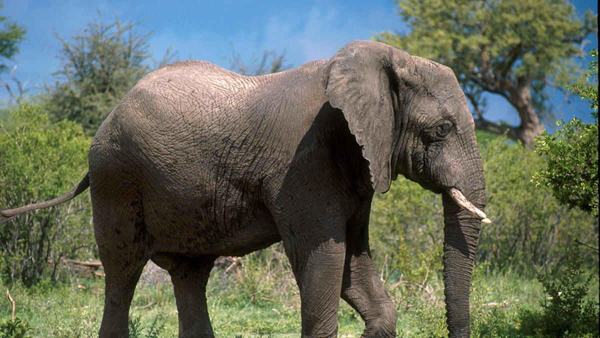 W słynnym Parku Narodowym Hwange w zachodniej części Zimbabwe populacja słoni rozrosła się tak bardzo, że w czasie suszy trzeba pompować dużym kosztem wodę do ich pojenia. Słoni jest dwa razy za dużo, co stanowi zagrożenie dla ekosystemu.