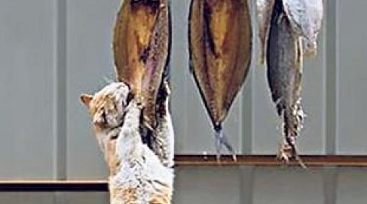 Így lopott halat a leleményes macska - fotók!