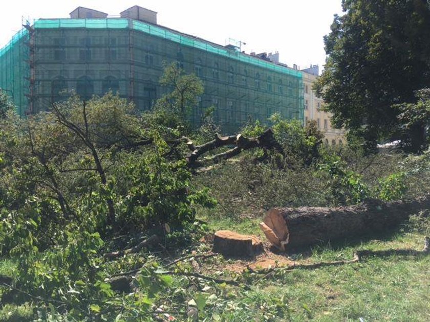 Warszawiacy oburzeni. Wycięto pomnik przyrody