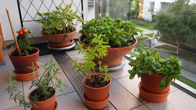 Ogród warzywny na balkonie - jak założyć, najczęstsze problemy