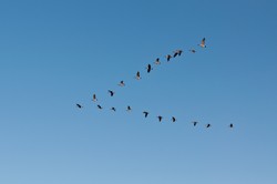 Ogniska ptasiej grypy w Polsce. W których województwach?