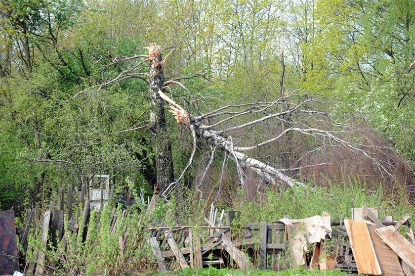 Nacięli brzozę, w którą uderzył tupolew?