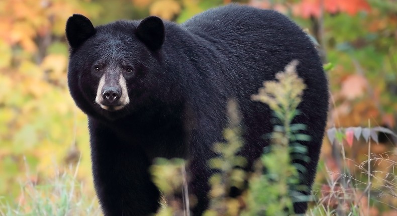 A wild black bear. Not THE cocaine bear.Getty Images