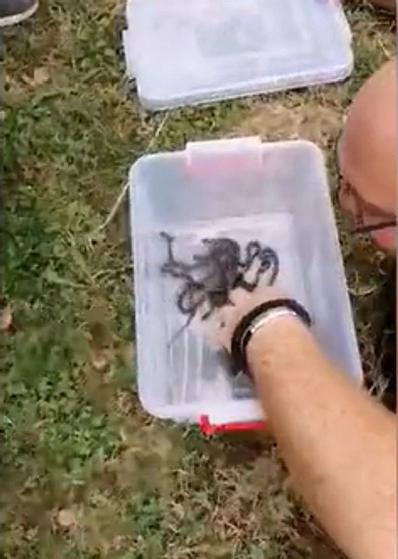 Krotitelj zmija iz Vladičinog Hana