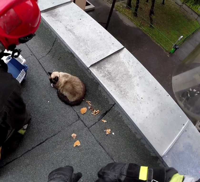 Strażacy uratowali z dachu rannego kota