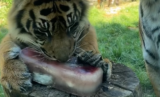 Gdy żar leje się z nieba, tak chłodzą zwierzęta w zoo!