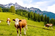 cows on an alpine meadow