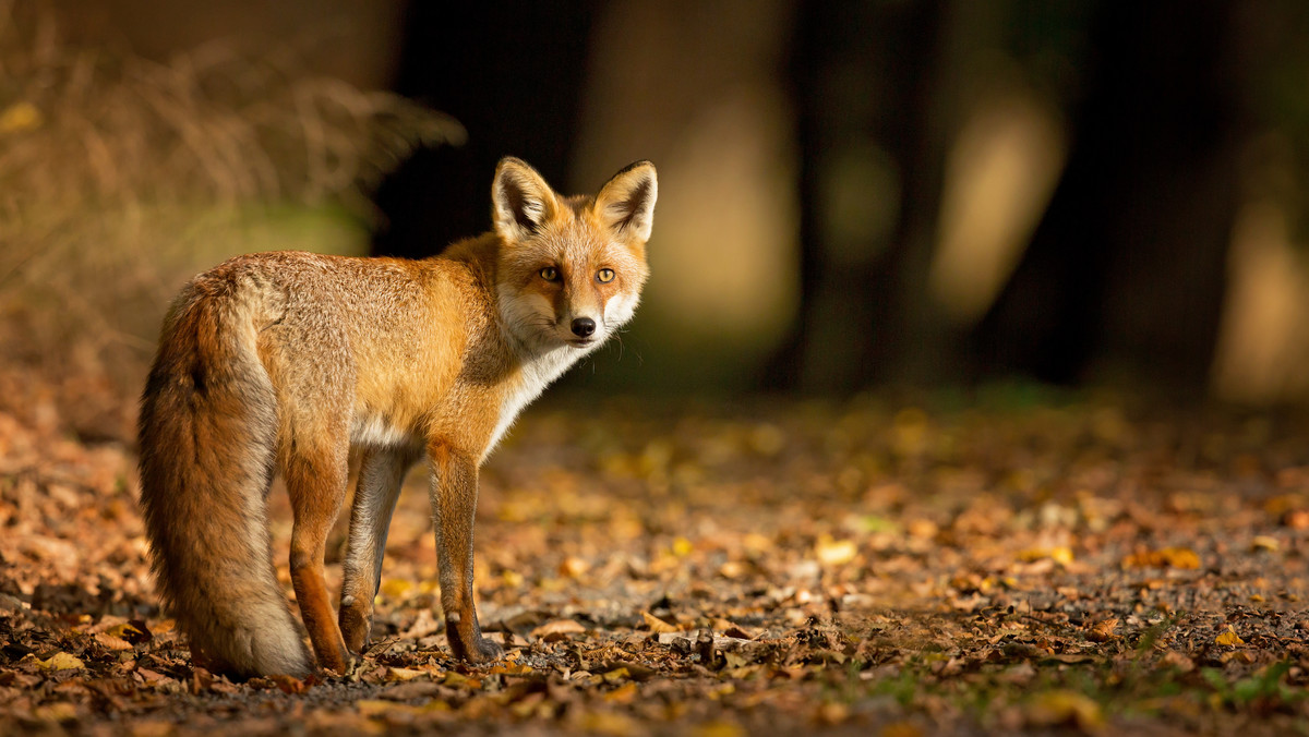 W lasach rozrzucane są szczepionki dla lisów. Co zrobić, gdy zje ją pies?