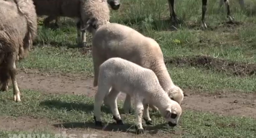 Ovaj par zajedno uzgaja ovce