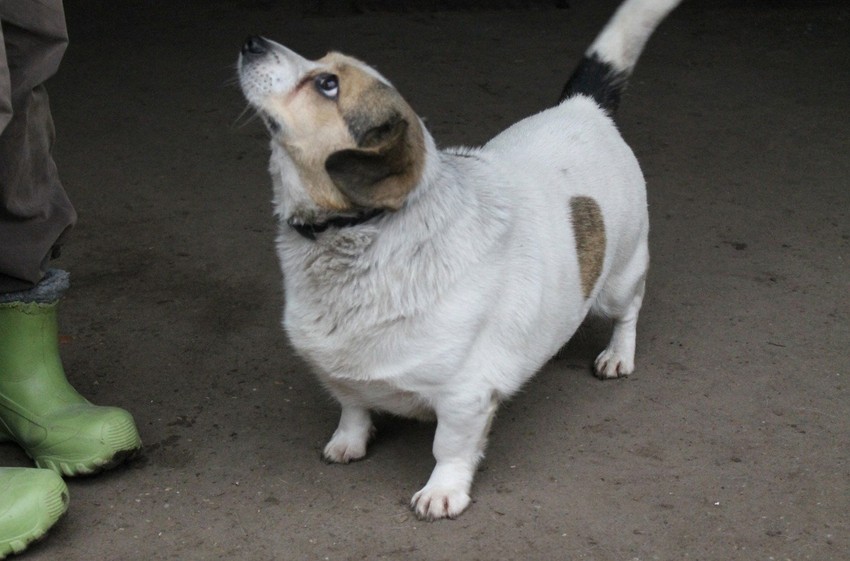 U šta li gleda ovaj preslatki psić...