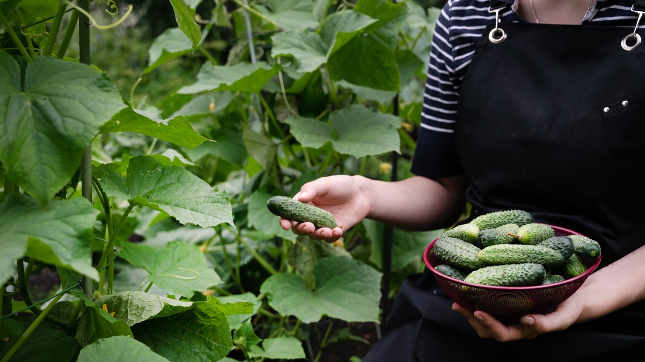 Chcete plné košíky uhoriek?