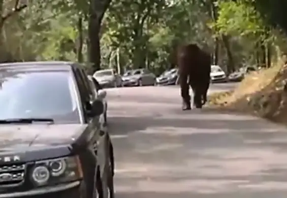 Został odrzucony więc co zrobił? Porozwalał samochody