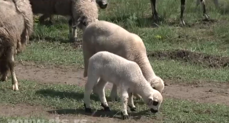 Ovaj par zajedno uzgaja ovce