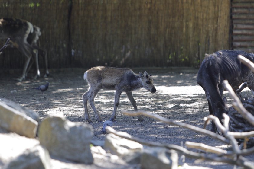 Zoo Wrocław