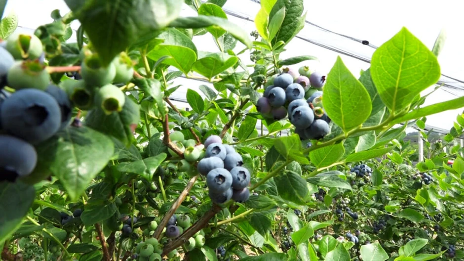 Borovnica je primer kako pravilno odabrana kultura može doneti profit već u nekoliko godina.