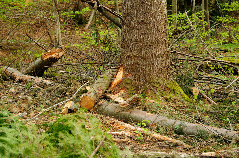 Podczas wycinek często uszkadzane są drzewa nieprzeznaczone do wycięcia