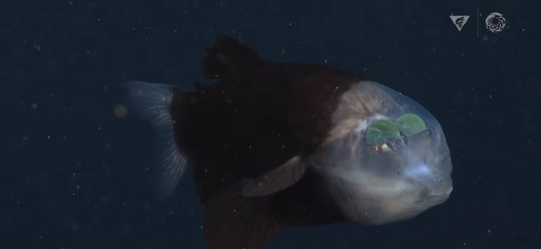 Niezwykłe nagranie z morskich głębin. Naukowcom udało się nagrać rybę z przezroczystą głową