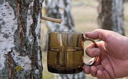 Brzoza - drzewo o niezwykłych właściwościach