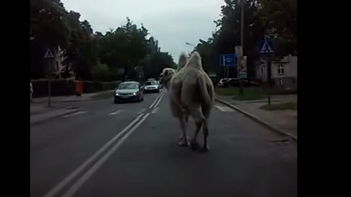 Niektórzy z mieszkańców Legnicy zapewne przecierali oczy ze zdumienia, gdy w niedzielę na jednej z ulic zobaczyli biegnącego środkiem jezdni wielbłąda. Jeden z kierowców całą sytuację zarejestrował kamerą i nagranie z pościgu za zwierzęciem wrzucił do sieci.