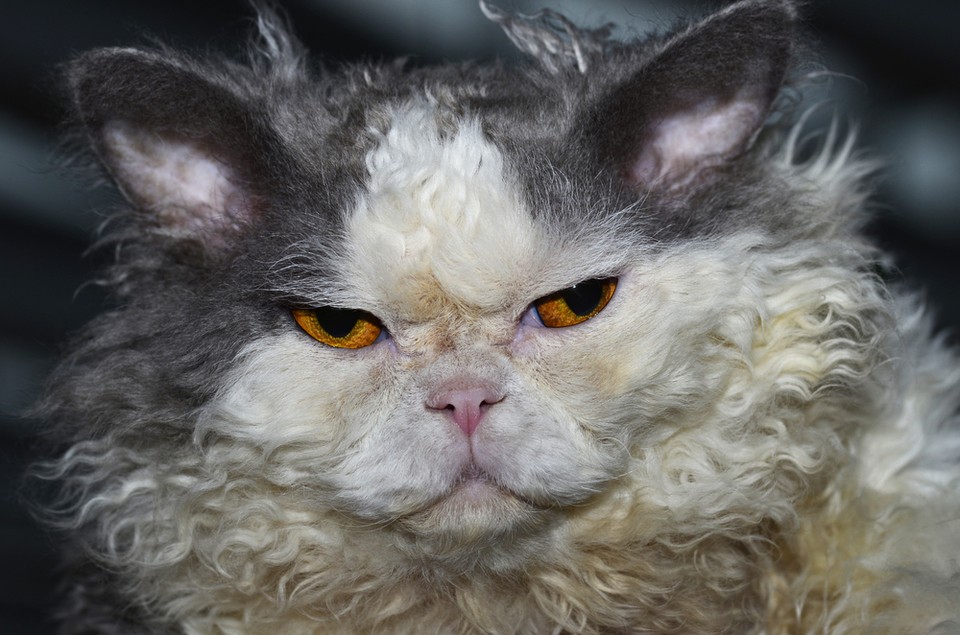 Selkirk Rex 