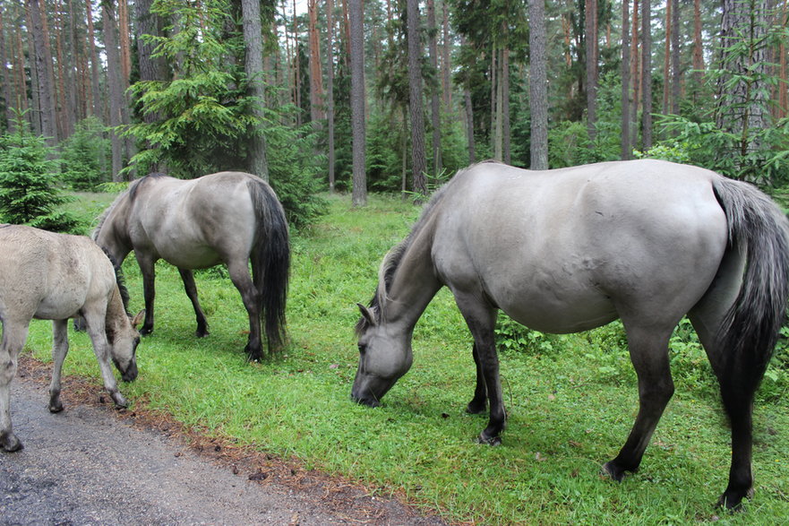 Koniki polskie, Popielno