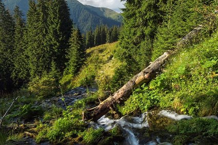 Tysiące hektarów lasów w Karpatach w prywatnych rękach. Miliarder ma plan