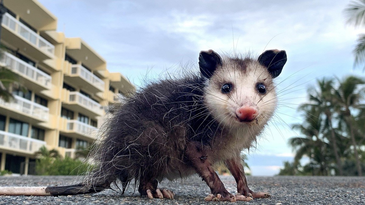 Why Did The Possum Cross The Road