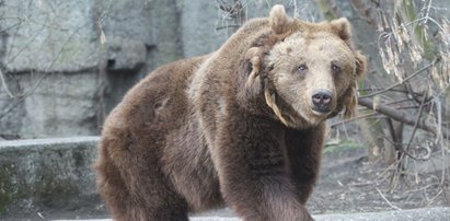 On zaatakował niedźwiedzia w polskim zoo!